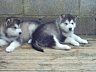 Pups 38.jpg